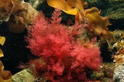red algae plant